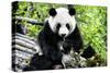 China 10MKm2 Collection - Giant Panda-Philippe Hugonnard-Stretched Canvas