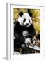 China 10MKm2 Collection - Giant Panda-Philippe Hugonnard-Framed Photographic Print