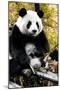 China 10MKm2 Collection - Giant Panda-Philippe Hugonnard-Mounted Photographic Print