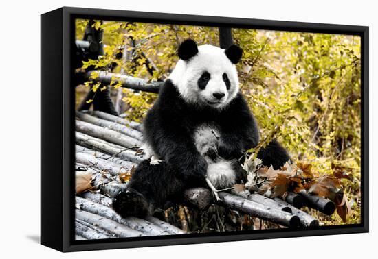 China 10MKm2 Collection - Giant Panda-Philippe Hugonnard-Framed Stretched Canvas