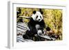 China 10MKm2 Collection - Giant Panda-Philippe Hugonnard-Framed Photographic Print