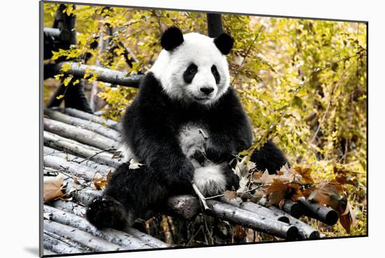 China 10MKm2 Collection - Giant Panda-Philippe Hugonnard-Mounted Photographic Print