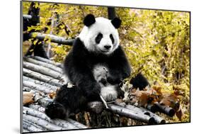 China 10MKm2 Collection - Giant Panda-Philippe Hugonnard-Mounted Photographic Print