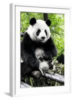 China 10MKm2 Collection - Giant Panda-Philippe Hugonnard-Framed Photographic Print