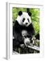 China 10MKm2 Collection - Giant Panda-Philippe Hugonnard-Framed Photographic Print