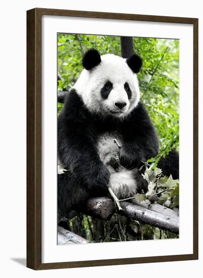 China 10MKm2 Collection - Giant Panda-Philippe Hugonnard-Framed Photographic Print