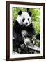 China 10MKm2 Collection - Giant Panda-Philippe Hugonnard-Framed Photographic Print