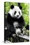 China 10MKm2 Collection - Giant Panda-Philippe Hugonnard-Stretched Canvas