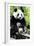 China 10MKm2 Collection - Giant Panda-Philippe Hugonnard-Framed Photographic Print