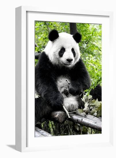 China 10MKm2 Collection - Giant Panda-Philippe Hugonnard-Framed Photographic Print