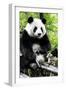 China 10MKm2 Collection - Giant Panda-Philippe Hugonnard-Framed Photographic Print