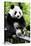 China 10MKm2 Collection - Giant Panda-Philippe Hugonnard-Stretched Canvas