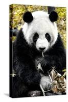 China 10MKm2 Collection - Giant Panda-Philippe Hugonnard-Stretched Canvas