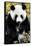 China 10MKm2 Collection - Giant Panda-Philippe Hugonnard-Framed Stretched Canvas