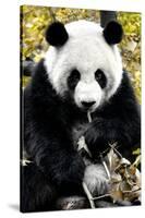 China 10MKm2 Collection - Giant Panda-Philippe Hugonnard-Stretched Canvas