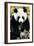 China 10MKm2 Collection - Giant Panda-Philippe Hugonnard-Framed Photographic Print