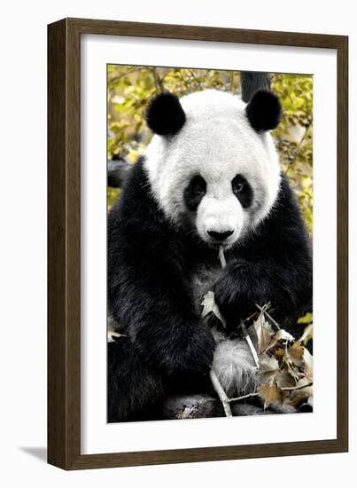 China 10MKm2 Collection - Giant Panda-Philippe Hugonnard-Framed Photographic Print