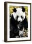 China 10MKm2 Collection - Giant Panda-Philippe Hugonnard-Framed Photographic Print