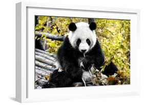 China 10MKm2 Collection - Giant Panda-Philippe Hugonnard-Framed Photographic Print