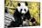 China 10MKm2 Collection - Giant Panda-Philippe Hugonnard-Mounted Photographic Print