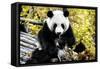 China 10MKm2 Collection - Giant Panda-Philippe Hugonnard-Framed Stretched Canvas