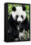 China 10MKm2 Collection - Giant Panda-Philippe Hugonnard-Framed Stretched Canvas