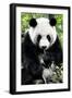 China 10MKm2 Collection - Giant Panda-Philippe Hugonnard-Framed Photographic Print