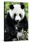 China 10MKm2 Collection - Giant Panda-Philippe Hugonnard-Stretched Canvas