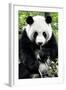 China 10MKm2 Collection - Giant Panda-Philippe Hugonnard-Framed Photographic Print