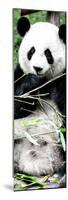 China 10MKm2 Collection - Giant Panda-Philippe Hugonnard-Mounted Photographic Print