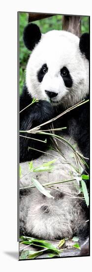 China 10MKm2 Collection - Giant Panda-Philippe Hugonnard-Mounted Photographic Print