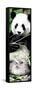 China 10MKm2 Collection - Giant Panda-Philippe Hugonnard-Framed Stretched Canvas