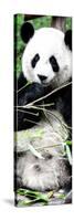 China 10MKm2 Collection - Giant Panda-Philippe Hugonnard-Stretched Canvas