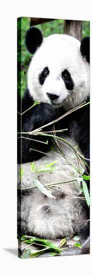 China 10MKm2 Collection - Giant Panda-Philippe Hugonnard-Stretched Canvas