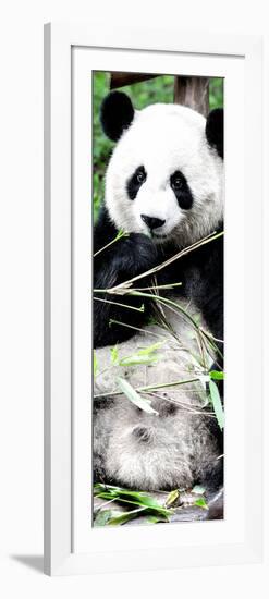 China 10MKm2 Collection - Giant Panda-Philippe Hugonnard-Framed Photographic Print