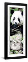 China 10MKm2 Collection - Giant Panda-Philippe Hugonnard-Framed Photographic Print