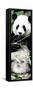 China 10MKm2 Collection - Giant Panda-Philippe Hugonnard-Framed Stretched Canvas