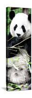 China 10MKm2 Collection - Giant Panda-Philippe Hugonnard-Stretched Canvas