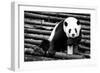 China 10MKm2 Collection - Giant Panda-Philippe Hugonnard-Framed Photographic Print