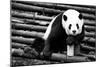 China 10MKm2 Collection - Giant Panda-Philippe Hugonnard-Mounted Photographic Print