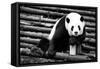 China 10MKm2 Collection - Giant Panda-Philippe Hugonnard-Framed Stretched Canvas