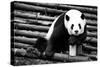 China 10MKm2 Collection - Giant Panda-Philippe Hugonnard-Stretched Canvas