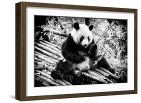 China 10MKm2 Collection - Giant Panda-Philippe Hugonnard-Framed Photographic Print