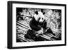 China 10MKm2 Collection - Giant Panda-Philippe Hugonnard-Framed Photographic Print