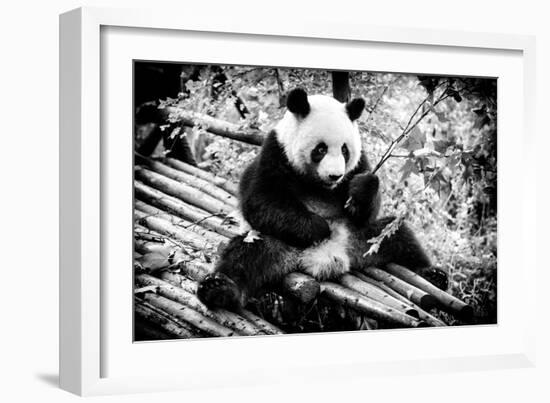 China 10MKm2 Collection - Giant Panda-Philippe Hugonnard-Framed Photographic Print