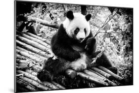 China 10MKm2 Collection - Giant Panda-Philippe Hugonnard-Mounted Photographic Print