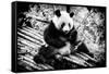 China 10MKm2 Collection - Giant Panda-Philippe Hugonnard-Framed Stretched Canvas