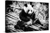 China 10MKm2 Collection - Giant Panda-Philippe Hugonnard-Stretched Canvas