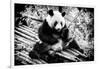 China 10MKm2 Collection - Giant Panda-Philippe Hugonnard-Framed Photographic Print