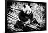 China 10MKm2 Collection - Giant Panda-Philippe Hugonnard-Framed Photographic Print